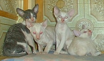 4Cornish-Rex-babies.jpg (23595 bytes)