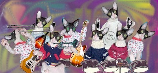 CoolCats0rchestra.jpg (50987 bytes)