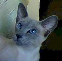 LaBelle.blue.point.siamese.cat.jpg (11061 bytes)