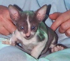 Cornish Rex kitten(13727 bytes)