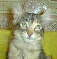 Torbi Sweetheart American Curl.jpg (13342 bytes)