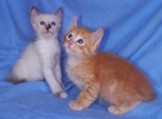 American-Curl siblings.jpg (5937 bytes)