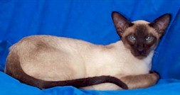 ashok Siamese stud(89154 bytes)