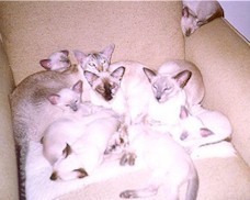 babysitting.jpg (14862 bytes)