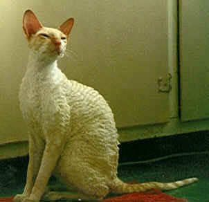 Cornish Rex breeder cat (53195 bytes)
