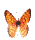 butterfly.gif (2816 bytes)