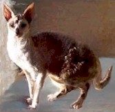 Cornish Rex cat Breeder (24476 bytes)