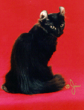 chotgif.gif (26038 bytes)