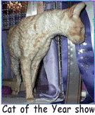 Cornish_Rex_stud.gif (19784 bytes)