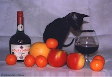 drink Cornish Rex.jpg (10717 bytes)