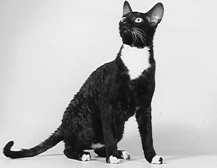 Cornish Rex cat (39975 bytes)