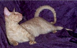 Cornish Rex(15294 bytes)
