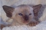 kitten.jpg (5628 bytes)