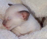 lammbaby3.jpg (8048 bytes)