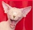 laugh sphynx.jpg (4189 bytes)