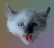 laugh.american.curl.kitten.jpg (3080 bytes)