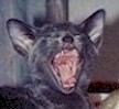 laugh.oriental.kitten.cat.jpg (4818 bytes)