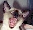 laugh.siamese.kitten.jpg (4854 bytes)