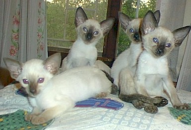litter.kittens.born.2.01.jpg (32833 bytes)
