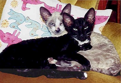 Cornish Rex kittens (31943 bytes)