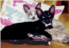 Cornish_Rex.jpg (16267 bytes)