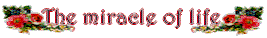 miracle l.gif (4425 bytes)