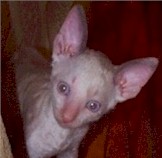 peeking.cornish.rex.kitten.cat.breeder.jpg (7632 bytes)