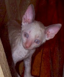 peeking_Cornish_Rex_kitten.jpg (14309 bytes)