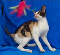 Cornish Rex kitten(16986 bytes)