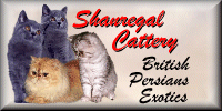 cats kittens (16525 bytes)