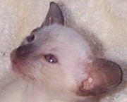 siamese kitten.jpg (13425 bytes)