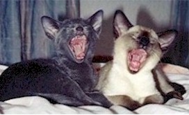 Siamese_Oriental_kittens.jpg (15554 bytes)