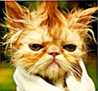 wet pussy.jpg (16760 bytes)